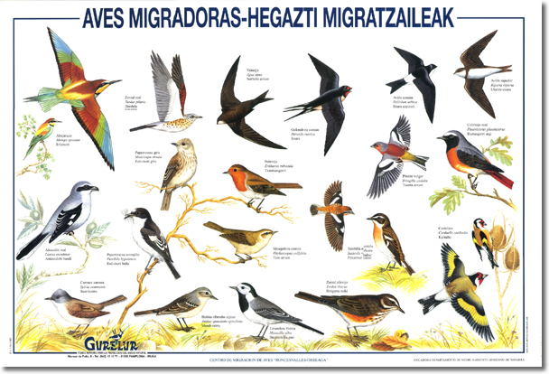Cartel: Aves migradoras - Hegazti migratzaileak (1 €)