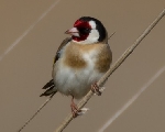 European goldfinch (Carduelis carduelis)