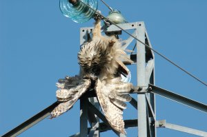 Eurasian Eagle-owl killed by electrocution