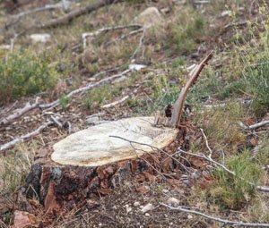 La tala de pinos sólo ha sido por intereses madereros