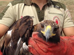 Aguila real muerta tras su recogida