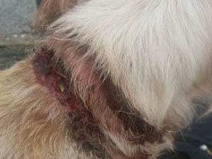 Heridas que prensentaba el perro maltratado