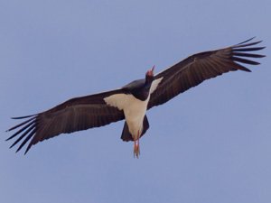 Cigüeña negra en su migración otoñal