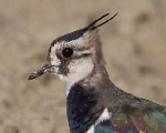 Avefría (Vanellus vanellus)
